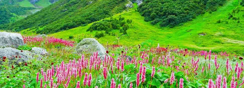 Valley of Flower