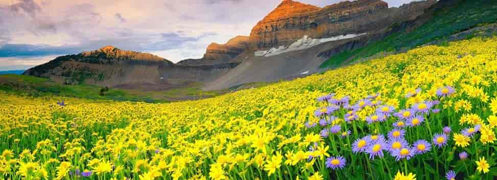 Panormic View of Valley fo flower